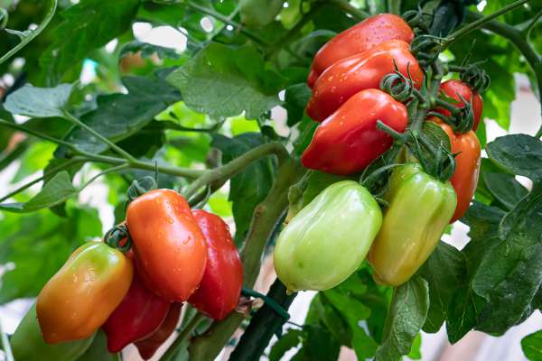 Parce que les tomates ne sont pas toutes les mêmes